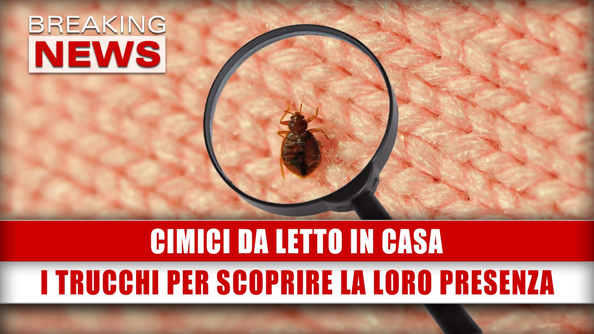 Cimici Da Letto In Casa: I Trucchi Per Scoprire La Loro Presenza