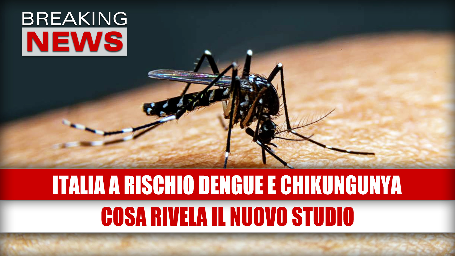 Italia a rischio dengue e chikungunya